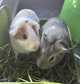 Rescue Guinea Pig Guinea Pigs for Adoption - Squirrel & Pippin | PetCurious